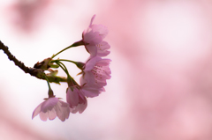 桜優光