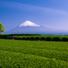 新茶の薫と共に