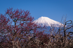 梅咲の頃