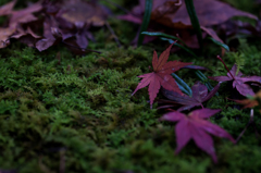 紅葉散策5