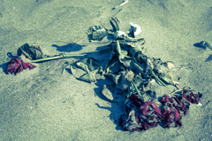 記憶の薔薇