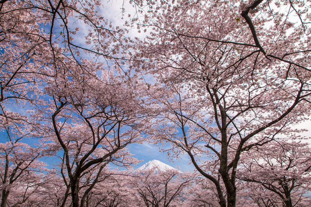 桜富士