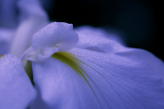 菖蒲4