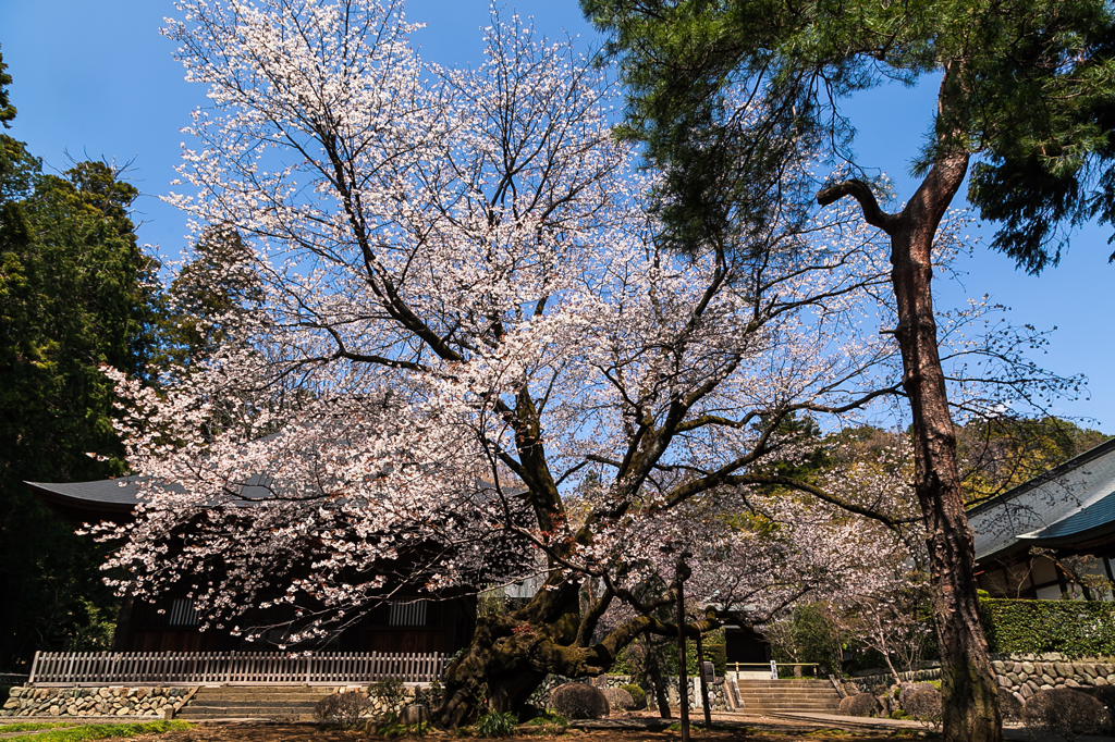 山桜6
