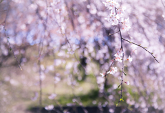 桜のカーテン