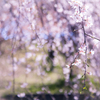 桜のカーテン