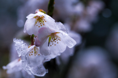 雪の跡