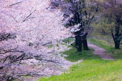 桜の道へ