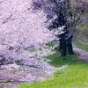 桜の道へ