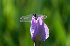 菖蒲10
