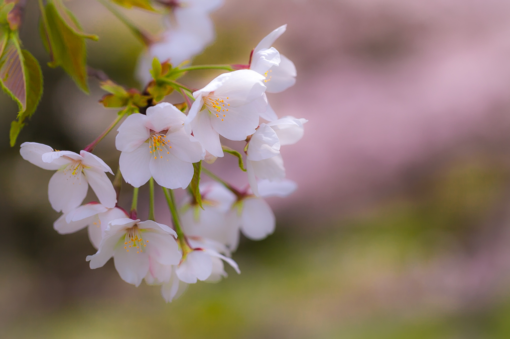 桜色
