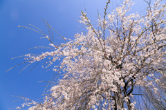 枝垂れ桜