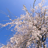 枝垂れ桜