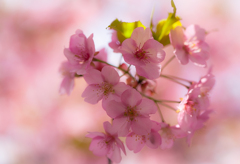 河津桜