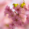 河津桜
