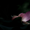 蓮8