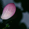 蓮6
