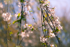 君に花束を