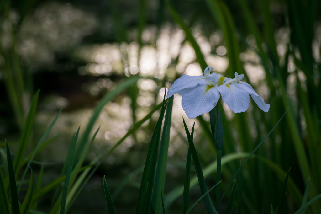 菖蒲9