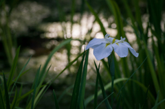 菖蒲9