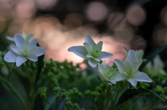花火