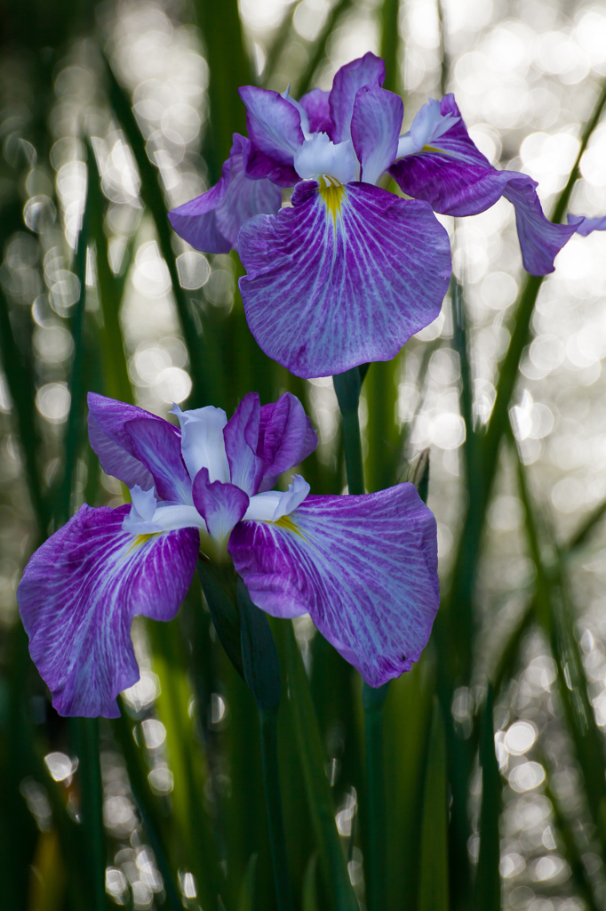 菖蒲2