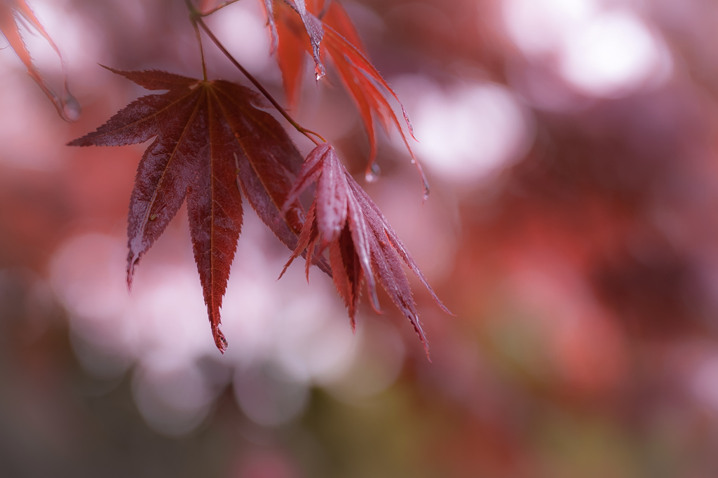 春の紅