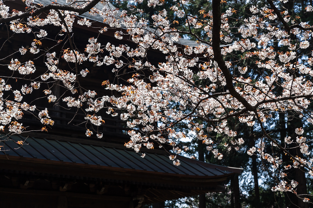 山桜2