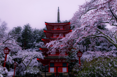 雪桜の日に