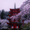 雪桜の日に