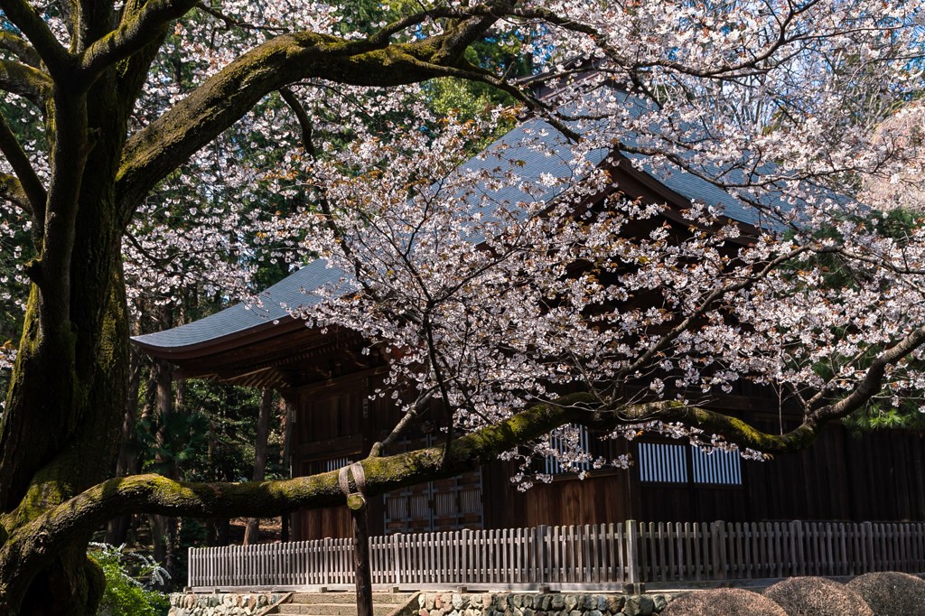 山桜