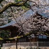 山桜