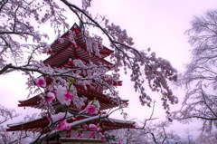 雪桜の日にⅡ