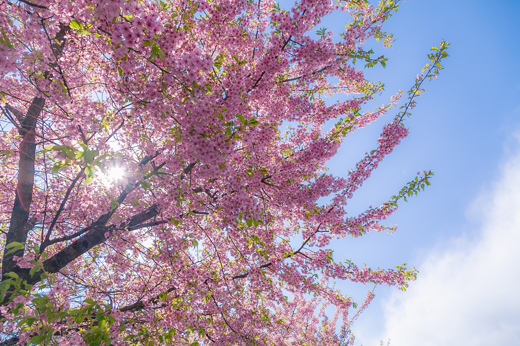 河津桜