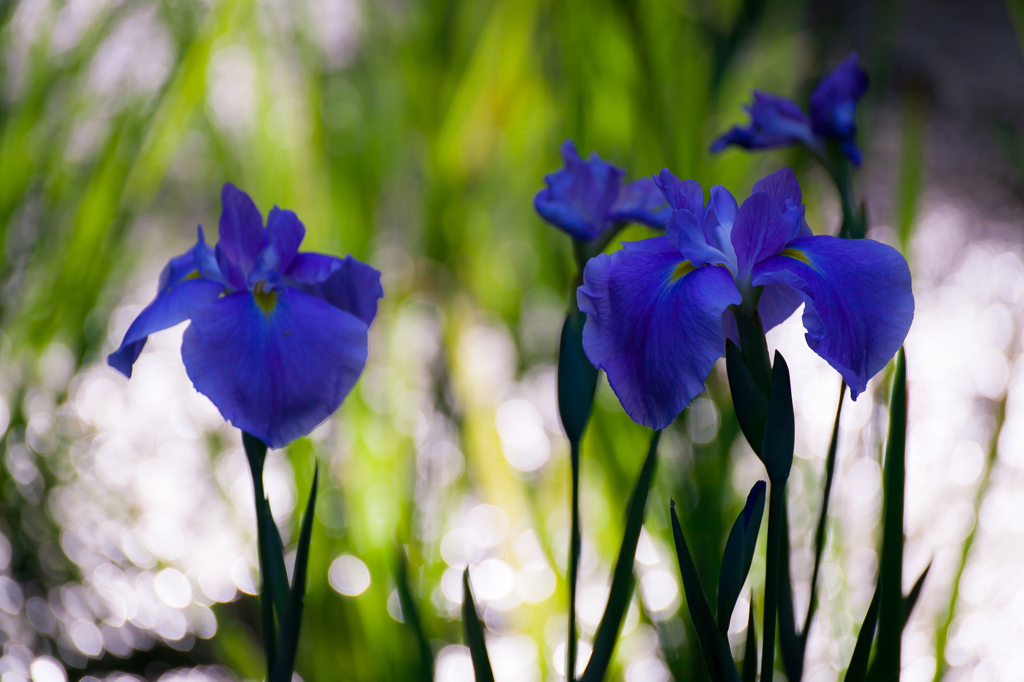 菖蒲3