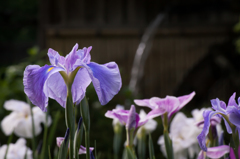 菖蒲6