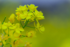 菜の花の薫り