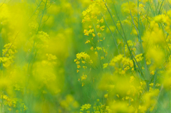 菜の花畑にて