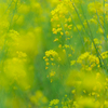 菜の花畑にて