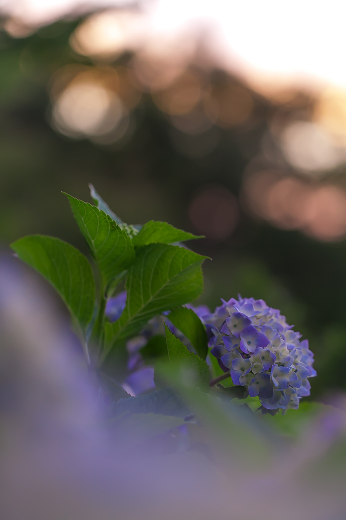 夕刻の紫陽花