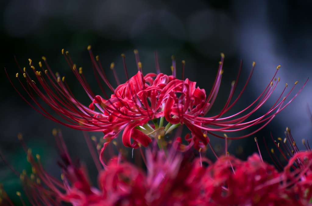 紅に咲く