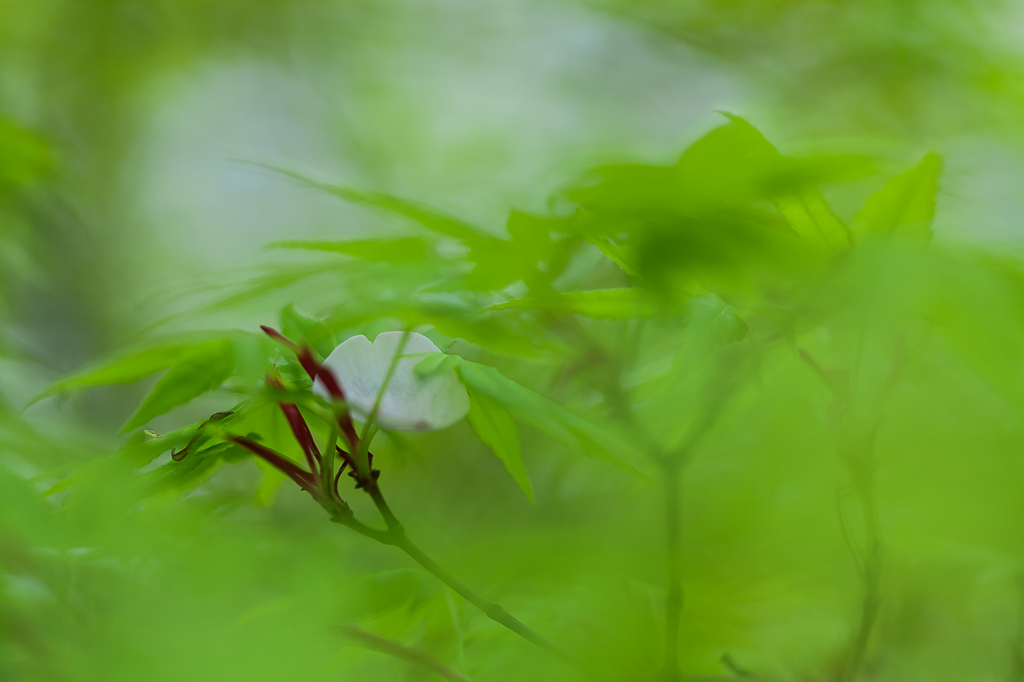 新緑の中の桜