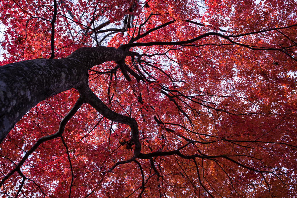 紅葉散策8
