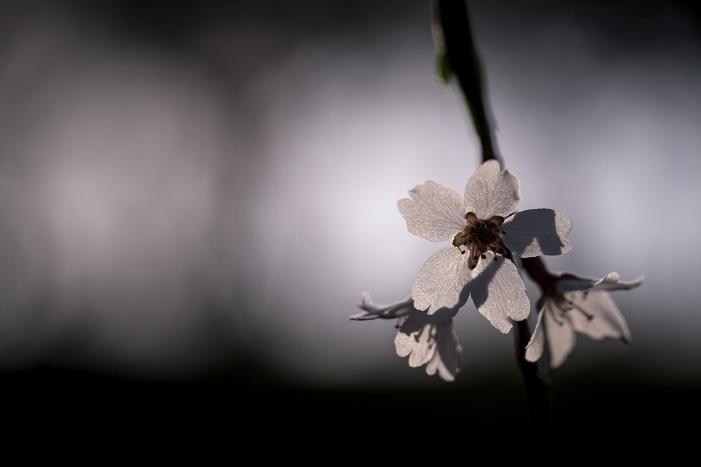 桜一途