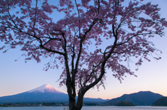 夕刻の富士桜