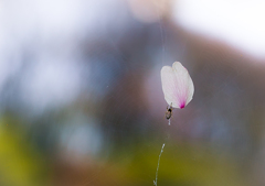 蜘蛛と桜