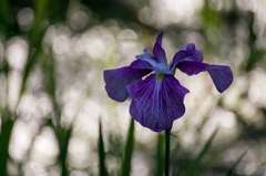 菖蒲8