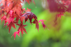 春の紅葉