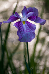 菖蒲1