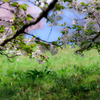 桜の樹の下で